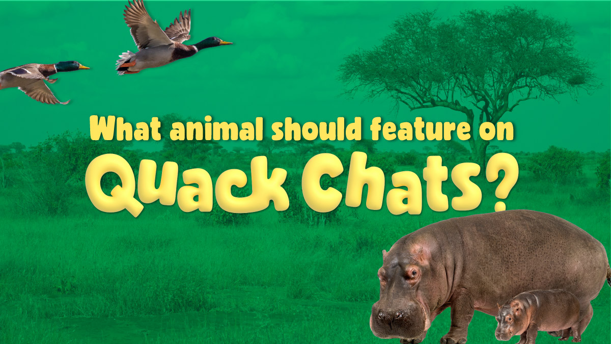 Episode_02_QuackChats_InsideArtwork
